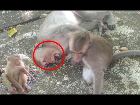 Family of monkeys with baby playing