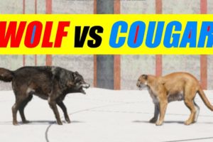 Far Cry 5 Arcade - Animal Fight: Cougar vs Wolf Battles (Custom Map Editor)