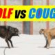 Far Cry 5 Arcade - Animal Fight: Cougar vs Wolf Battles (Custom Map Editor)