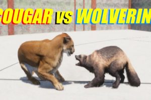 Far Cry 5 Arcade - Animal Fight: Cougar vs Wolverine Battles (Map Editor)