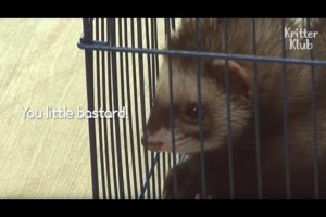 Ferret Always Escapes From The Cage To Bully Other Animals  | Kritter Klub