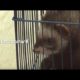 Ferret Always Escapes From The Cage To Bully Other Animals  | Kritter Klub