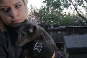 Fox cubs rescued from a fur farm in Poland