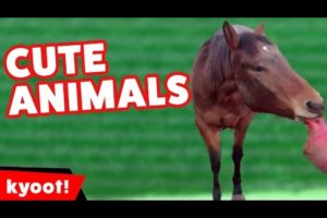 Funniest Farm Animals & Pets Videos of 2016 Weekly Compilation | Kyoot Animals