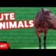 Funniest Farm Animals & Pets Videos of 2016 Weekly Compilation | Kyoot Animals