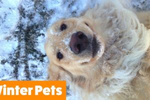 Funniest Winter Animals | Funny Pet Videos