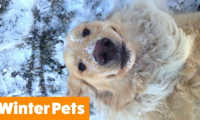 Funniest Winter Animals | Funny Pet Videos