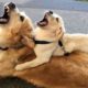 Funniest & Cutest Golden Retriever Puppies #12 - Funny Puppy Videos 2019