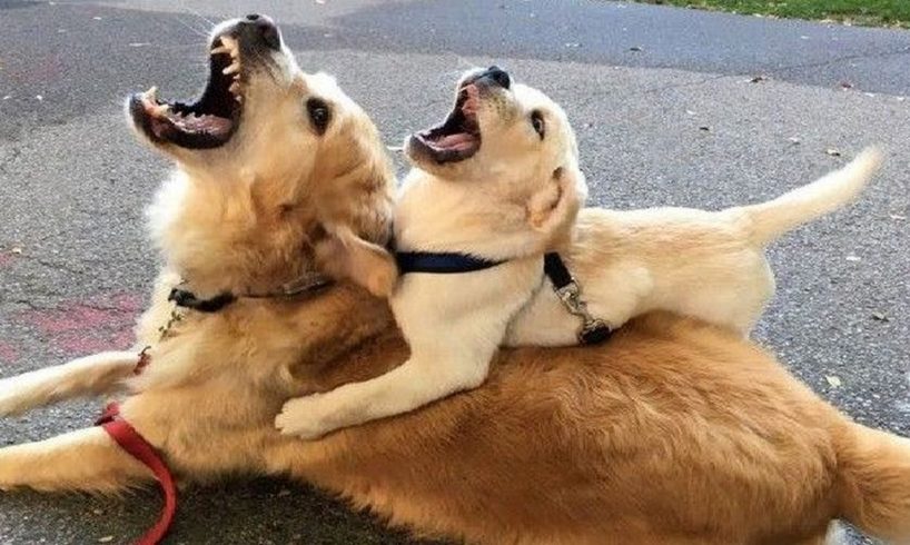 Funniest & Cutest Golden Retriever Puppies #12 - Funny Puppy Videos 2019