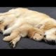 Funniest & Cutest Golden Retriever Puppies #33 - Funny Puppy Videos 2019