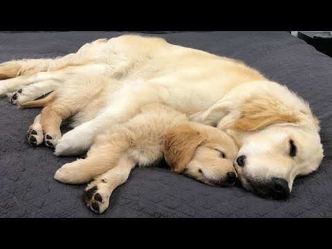 Funniest & Cutest Golden Retriever Puppies #33 - Funny Puppy Videos 2019