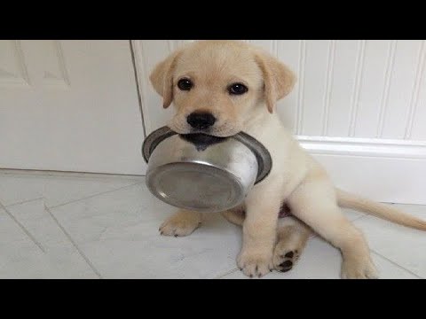 Funniest & Cutest Golden Retriever Puppies #36 - Funny Puppy Videos 2019