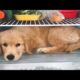 Funniest & Cutest Golden Retriever Puppies #38 - Funny Puppy Videos 2019