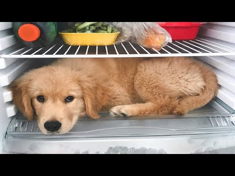 Funniest & Cutest Golden Retriever Puppies #38 - Funny Puppy Videos 2019
