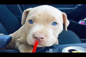 Funniest & Cutest Pitbull Puppies #8 - Funny Puppy Videos 2018