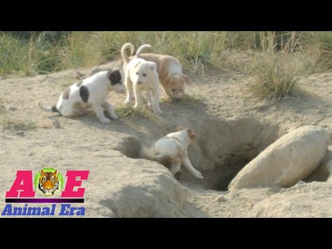 Funniest & Cutest Puppies || Part 1|| Animal Era