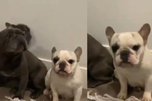 Funny And Cute Puppies Will Make You Laughing
