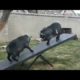 Funny Animal Fights Compilation - Animals Vs Animals - Funny Animal Videos .