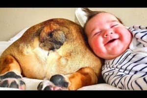Funny Babies Playing With Dogs   Baby and Pet Videos Funny Baby #07