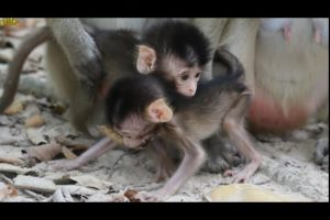 Funny Baby Monkeys_Both Pee and Moy Walk And Play Around Mommy
