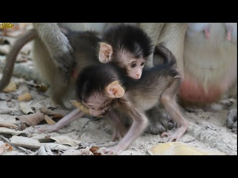 Funny Baby Monkeys_Both Pee and Moy Walk And Play Around Mommy