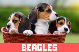 Funny Beagle Puppies Compilation - Cute Beagle Puppies #2