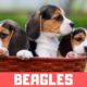 Funny Beagle Puppies Compilation - Cute Beagle Puppies #2