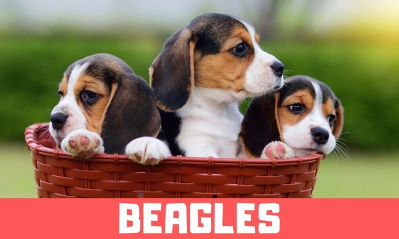 Funny Beagle Puppies Compilation - Cute Beagle Puppies #2