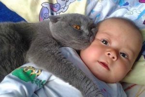 Funny Cats and Babies Playing Together #1