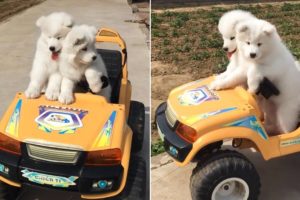 Funny Dog Vlog: Cute Puppies and Cars!