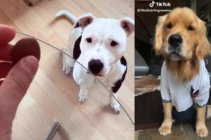 Funny Dogs of TIK TOK Compilation - Best of Tik Tok Puppies