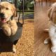 Funny Golden Retriever Puppies ❤️ Cute Puppy Videos ❤️