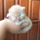 Funny Pets & Cute Baby Animals Videos Compilation #5 ? Happy Pets TV ✅