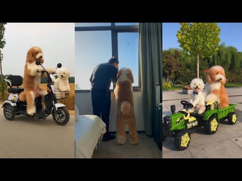 Funny Puppies And Cute Puppy Videos  Compilation 2020 (Ep-11)