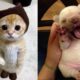 Funny Puppies And Kittens Compilation - Cutest Puppies And Kittens Ever | Puppies TV