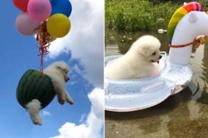 Funny Puppies Vlog: CUTE PUPPIES vs. Balloon and Unicorn Float