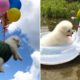 Funny Puppies Vlog: CUTE PUPPIES vs. Balloon and Unicorn Float