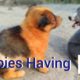 Funny Puppies and Cute Puppy Playing | Puppy | Funny Animals | Funny Dog Videos | Funny Pet Videos
