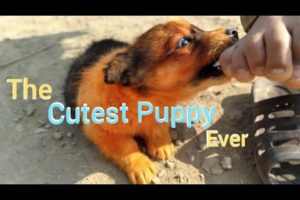 Funny Puppy | Cute Puppy | Cute Puppy Videos | Funny Puppy Videos | Funny Pet Videos