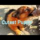 Funny Puppy | Cute Puppy | Cute Puppy Videos | Funny Puppy Videos | Funny Pet Videos