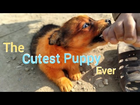 Funny Puppy | Cute Puppy | Cute Puppy Videos | Funny Puppy Videos | Funny Pet Videos