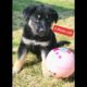 Funny Puppy playing