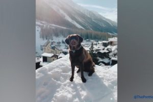 Funny and Cute Dogs Playing in the Snow
