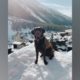 Funny and Cute Dogs Playing in the Snow
