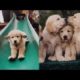 Funny and Cute Golden Retriever Puppies Compilation #3   Cutest Golden Retriever