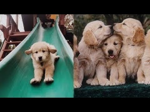 Funny and Cute Golden Retriever Puppies Compilation #3   Cutest Golden Retriever