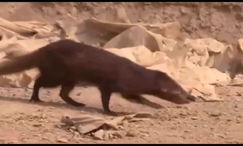 Funny animal fight never seen