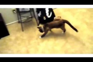 Funny animals playing games on ipads funny animals gifs