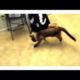 Funny animals playing games on ipads funny animals gifs