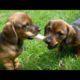 Funny puppies and  Cute puppies playing  video compilation || funny pataka || part - 2